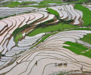 Mu Cang Chai